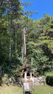 Photo de galerie - Abattage d’un pins de 25 m de hauteur