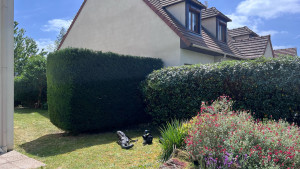 Photo de galerie - Taille et abaissement d’une haie