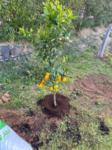 Photo de galerie - Paysagiste - Aménagement du jardin