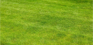 Photo de galerie - Pelouse tondu