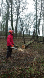 Photo de galerie - Abattage effectué