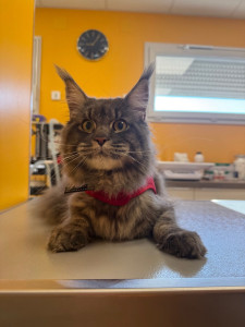 Photo de galerie - Main coon au cabinet 