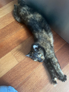 Photo de galerie - Garde de chat au domicile du chat afin de préserver les habitudes, moments jeux, câlins et soins quotidiens.