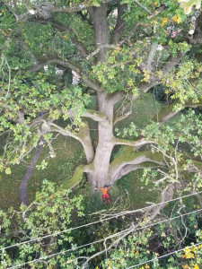 Photo de galerie - élagage d'un chêne classé 
