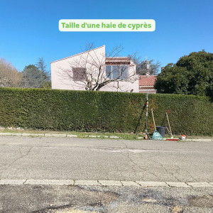 Photo de galerie - Reprise de niveau d'une haie de cyprès 
