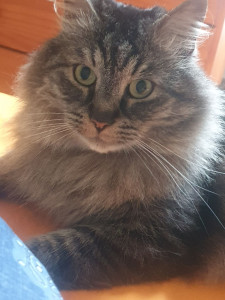 Photo de galerie - Catsitting 