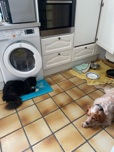 Photo de galerie - Une garde de chien avec mon chat qui les apprécie bien