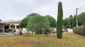 Photo de galerie - Taille de 3 oliviers et étêtage du cyprès avec taille pour garder la forme originel