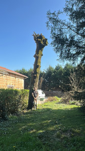 Photo de galerie - Elagage et coupe d'arbres
