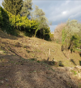 Photo de galerie - Tonte de pelouse - Débroussaillage
