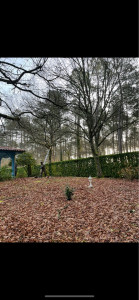 Photo de galerie - Avant l’élagage des chêne 