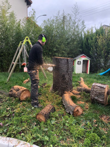 Photo de galerie - Elagage et coupe d'arbres