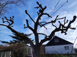 Photo de galerie - Élagage saule pleureur remise en tête de chat 