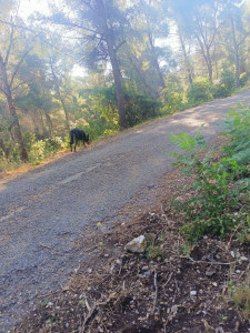 Photo de galerie - Pour une langue balade 