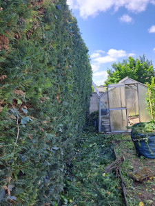 Photo de galerie - Taille de haies et d'arbustes