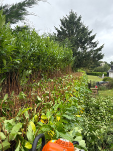 Photo de galerie - Rabattage de haie