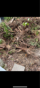 Photo de galerie - évacuation de souches d’arbres 