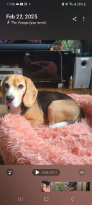 Photo de galerie - Beagle 