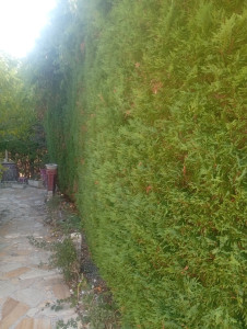 Photo de galerie - Taille de haies et d'arbustes