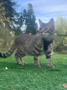 Photo de galerie - Garde chat