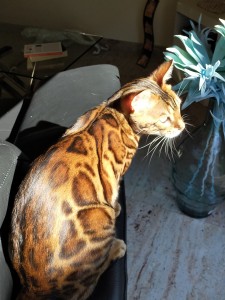 Photo de galerie - Pacha, magnifique chat Bengal que je garde régulièrement.