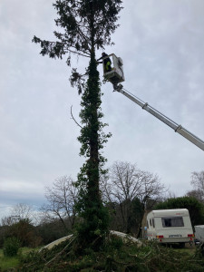 Photo de galerie - élagage saint palais 