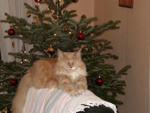 Photo de galerie - Garde chat