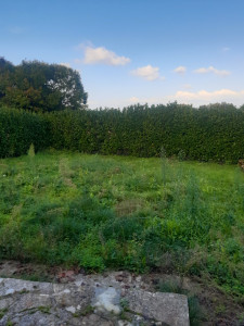 Photo de galerie - Tonte de pelouse - Débroussaillage