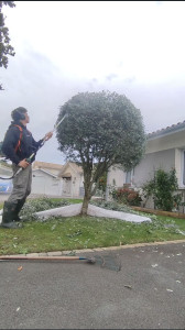 Photo de galerie - Elagage et coupe d'arbres