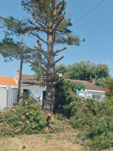 Photo de galerie - Elagage et coupe d'arbres
