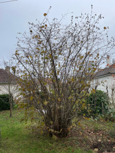 Photo de galerie - élagage