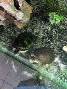 Photo de galerie - Visite et nourrissage des tortues d’eau 