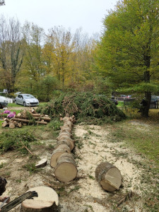 Photo de galerie - Elagage et coupe d'arbres