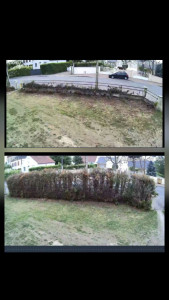 Photo de galerie - Elagage et coupe d'arbres