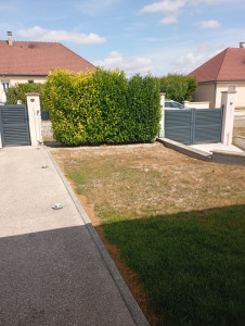 Photo de galerie - Taillage de laurier avec engazonnement du terrain.
