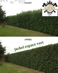 Photo de galerie - Taille de haies et d'arbustes