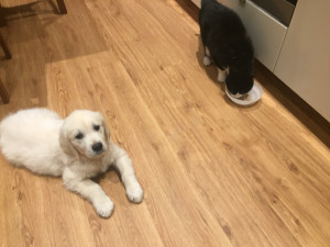 Photo de galerie - Garde chien