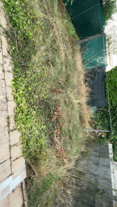 Photo de galerie - Tonte de pelouse - Débroussaillage