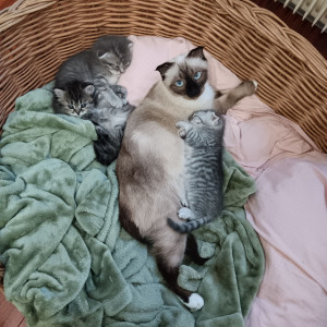 Photo de galerie - Pet-sitter le mercredi après-midi 8 octobre. Guebwiller. Fifi croisée Siamois et Yorky. Et sa récente portée. 