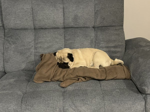 Photo de galerie - T'choupi un de nos petits habitués