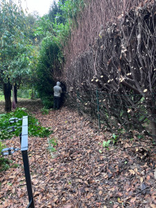 Photo de galerie - Rabattage haie de Laurier 