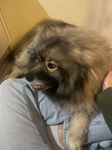 Photo de galerie - J’ai un chien et un chat