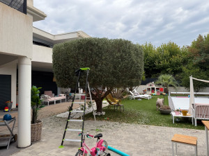 Photo de galerie - Taille d Olivier 