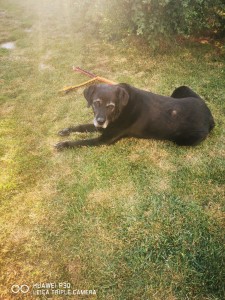 Photo de galerie - Garde chien