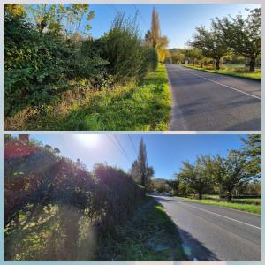 Photo de galerie - Taille de haies. 