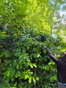 Photo de galerie - Taille de haies et d'arbustes
