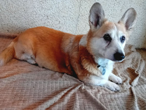 Photo de galerie - Chips adorée 