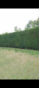 Photo de galerie - Taille de la haie de l'intérieur et en hauteur. 