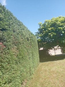 Photo de galerie - Taille de haies et d'arbustes