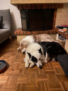 Photo de galerie - Garde chien